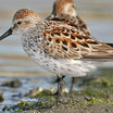 Western Sandpiper